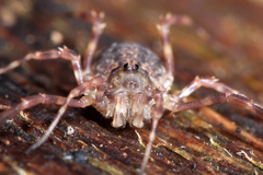 Lophopilio palpinalis