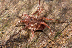Lophopilio palpinalis