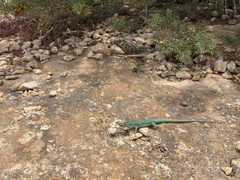 Podarcis pityusensis formenterae