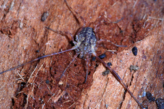 Lophopilio palpinalis