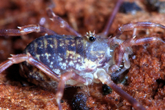 Lophopilio palpinalis