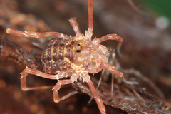 Lophopilio palpinalis