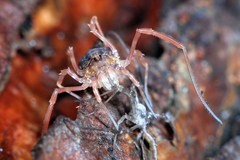 Lophopilio palpinalis