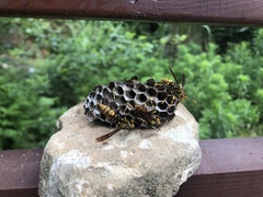 Polistes
