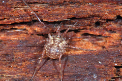 Lophopilio palpinalis