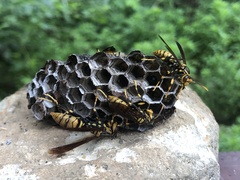 Polistes