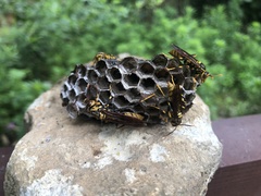 Polistes