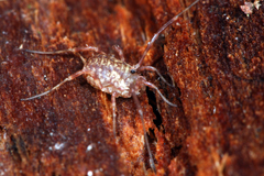 Lophopilio palpinalis
