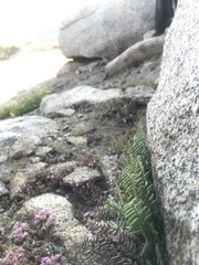 Pellaea bridgesii image