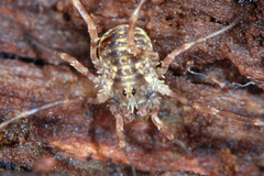 Lophopilio palpinalis