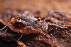 Lophopilio palpinalis