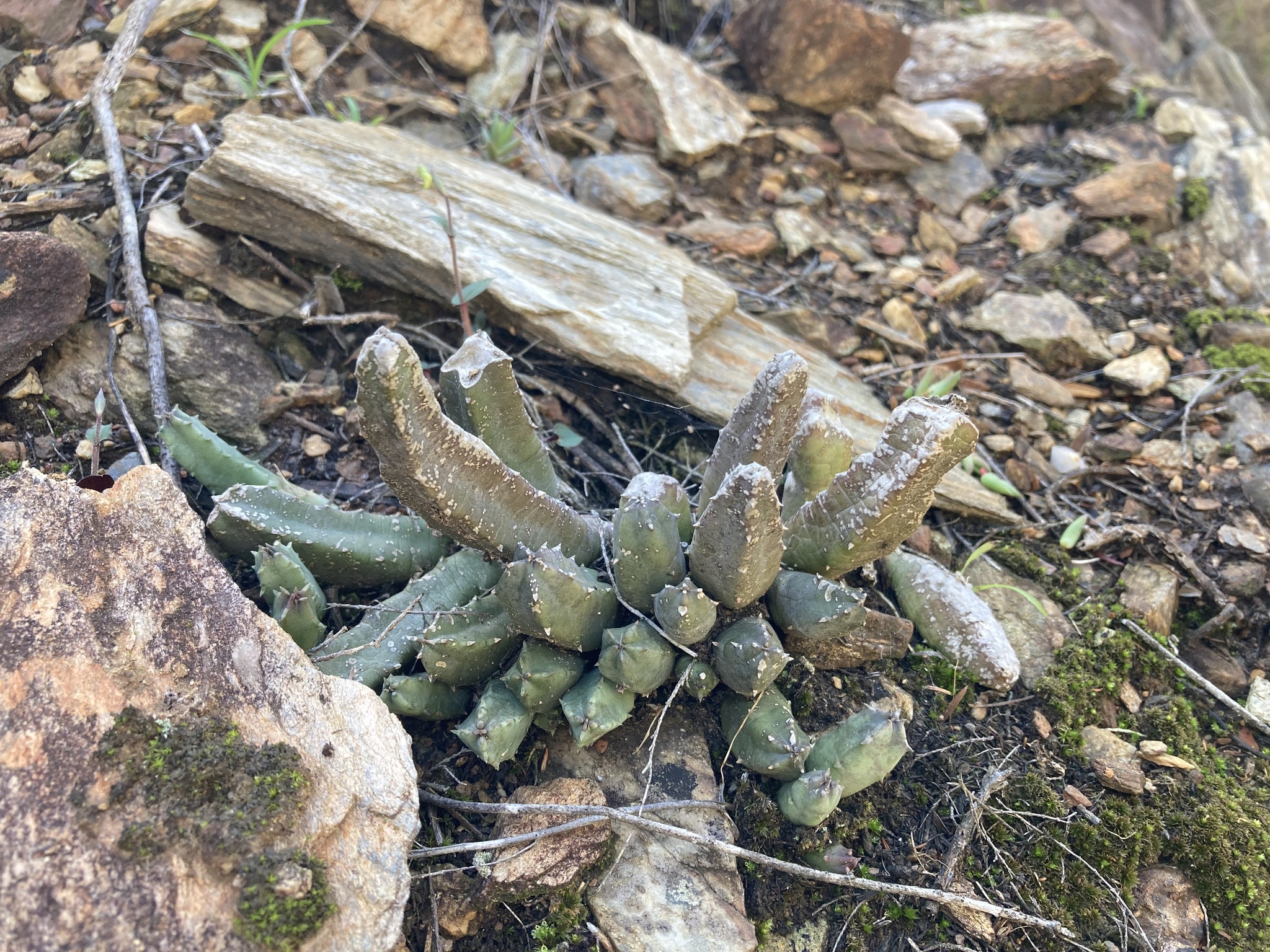 Imagem de Cacto-estrela