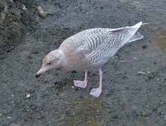 Larus glaucescens × hyperboreus