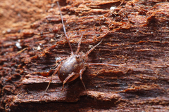 Lophopilio palpinalis