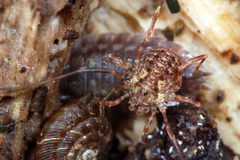 Lophopilio palpinalis