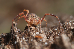 Lophopilio palpinalis