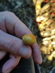 Leratiomyces erythrocephalus