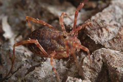 Lophopilio palpinalis