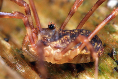Lophopilio palpinalis