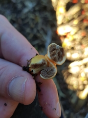 Leratiomyces erythrocephalus