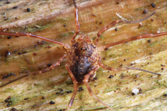 Lophopilio palpinalis