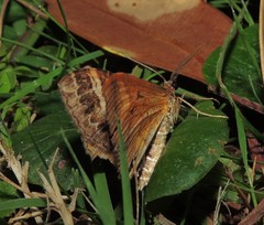 Chrysolarentia vicissata