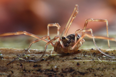 Lophopilio palpinalis