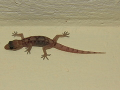 Hemidactylus angulatus