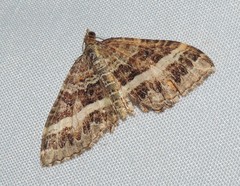 Chrysolarentia vicissata