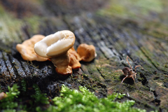 Lophopilio palpinalis