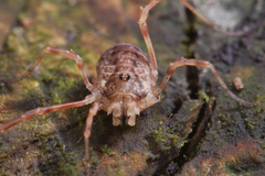 Lophopilio palpinalis