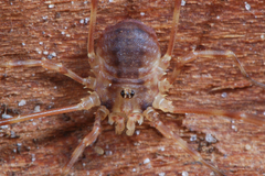 Lophopilio palpinalis