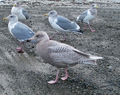 Larus glaucescens × hyperboreus