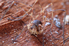 Lophopilio palpinalis