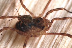 Lophopilio palpinalis
