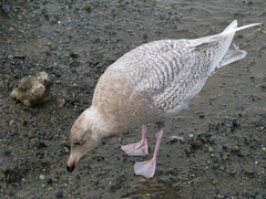 Larus glaucescens × hyperboreus