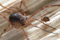 Lophopilio palpinalis