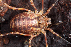 Lophopilio palpinalis