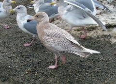 Larus glaucescens × hyperboreus