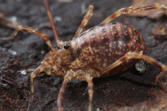 Lophopilio palpinalis