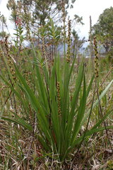 Plantago macrocarpa