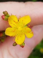 Hypericum pulchrum