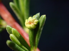 Eriophyes adenostomae