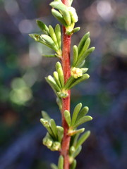 Eriophyes adenostomae