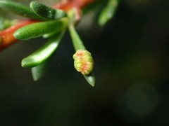 Eriophyes adenostomae