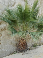 Washingtonia robusta