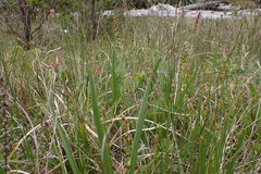 Plantago macrocarpa