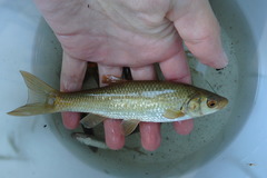 Northern Iberian Chub photo 2