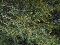 Salsola oppositifolia