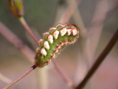 Callophrys augustinus